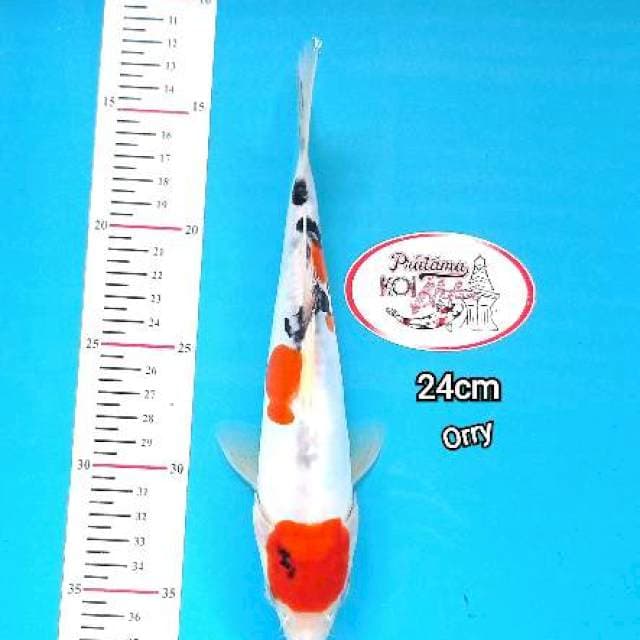 MARUTEN SANKE DOITSU 24CM ORY