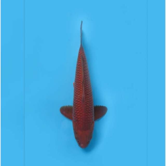 F1 CHAGOI TEMBAGA MERAH - TOSAI 