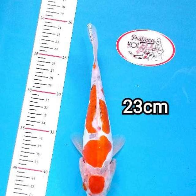 MARUTEN KOHAKU DOITSU 23cm