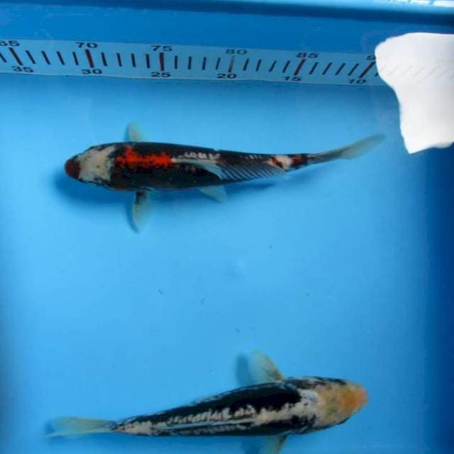 Komoryu