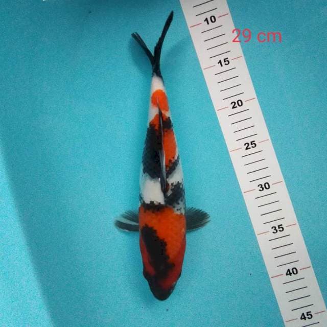 Showa 29cm