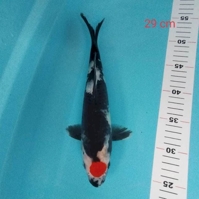 Tancho 29 cm