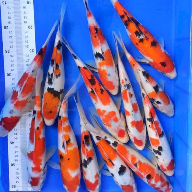 Paket sanke 24-28cm 12ekor