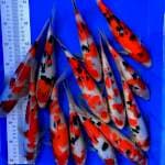 Paket sanke 24-28cm 12ekor 