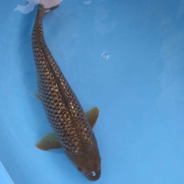 Midori 35cm Female