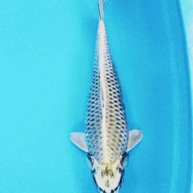 Mukasi 50cm