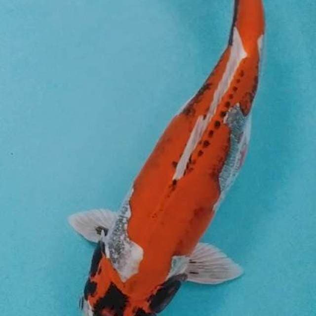 Kikokuryu 50up hamil