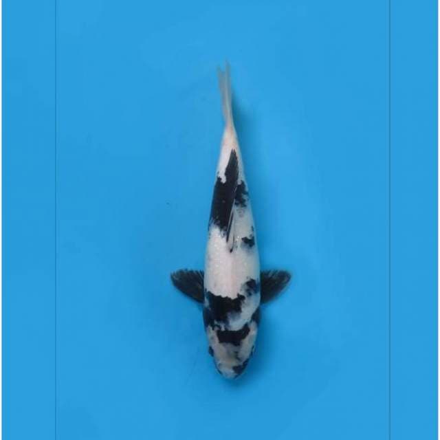F1 SHIRO UTSURI PUTIH - TOSAI 