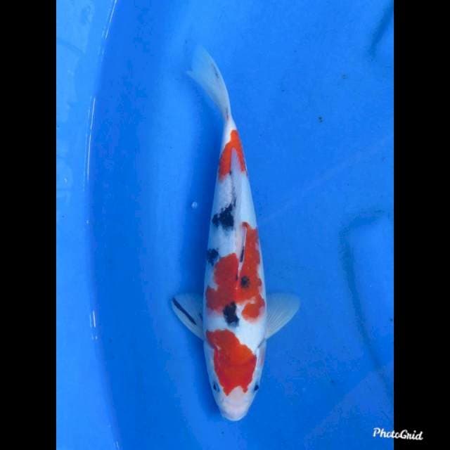 SANKE SANDAN - MALE , 28cm 