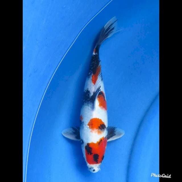 KINDAI SHOWA , 31cm 