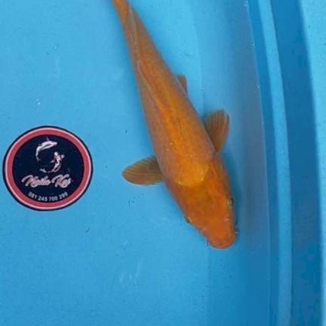 Karasi 40 cm