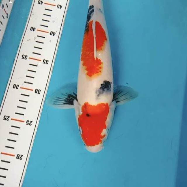 Kinde Showa 33cm