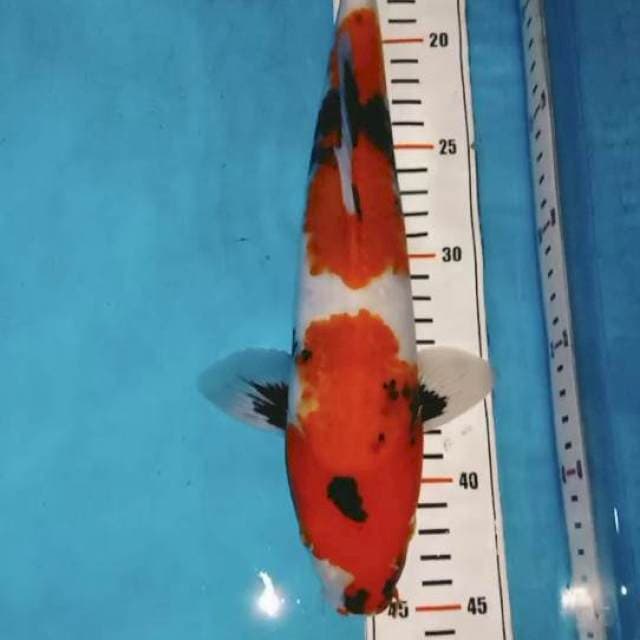 Showa motogoro 33cm