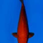 Red karashi body badak 53cm Male cocok buat pejantan