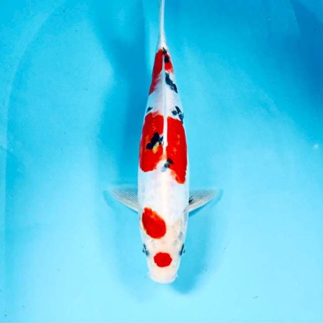 Doitsu sanke, male 29 cm