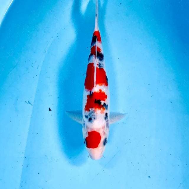 Sanke, 24 cm