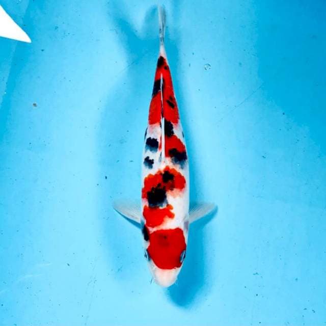 Sanke, 25 cm