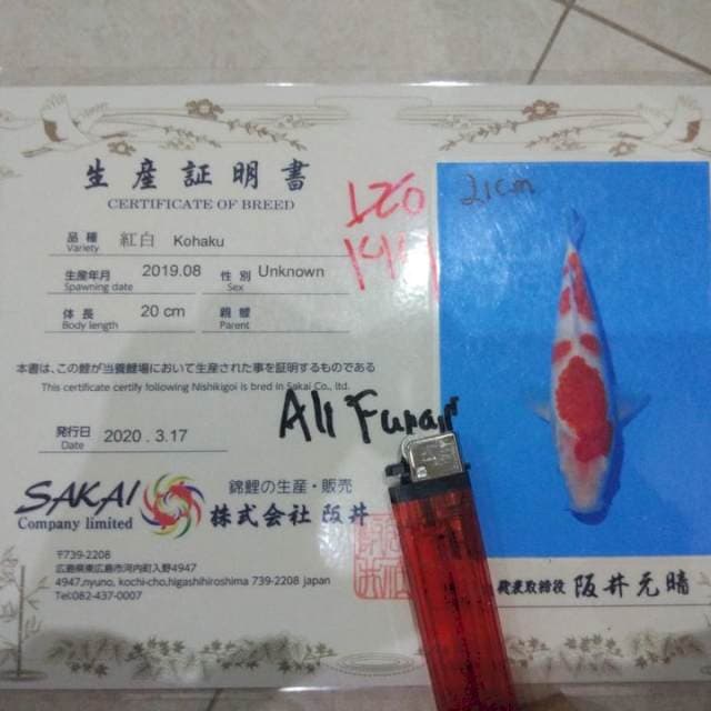 Kohaku import Sakai farm