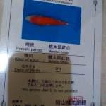 Kohaku Stright import Okayama Farm