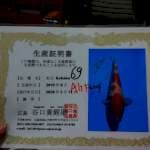 Kohaku import Taniguchi farm