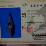 Shiro jumbo import Omosako