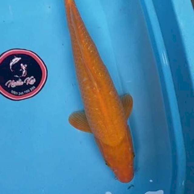 Karasi 45 cm