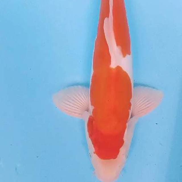 Doitsu 40 cm
