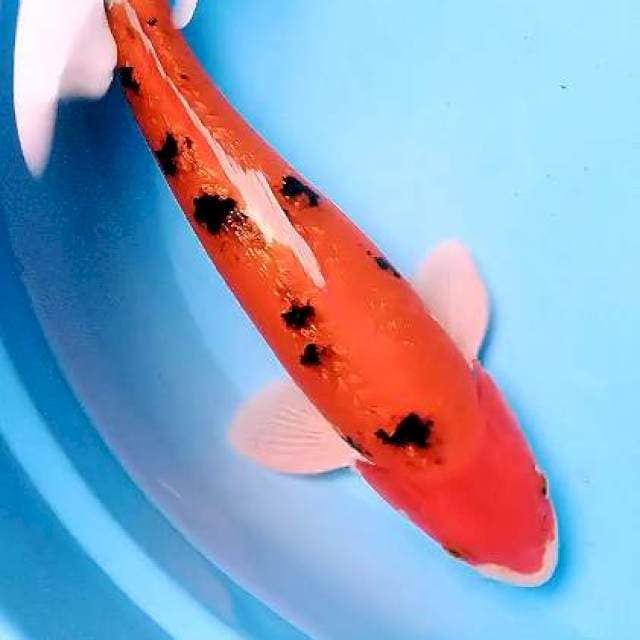 Aka bekko ginrin 40 bu/38 cm
