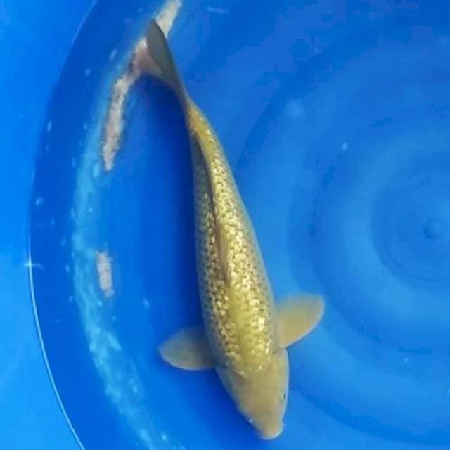 2⃣Midori ginrin m40cm