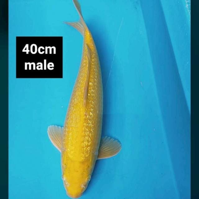 Karashi mangga ginrin 40cm male