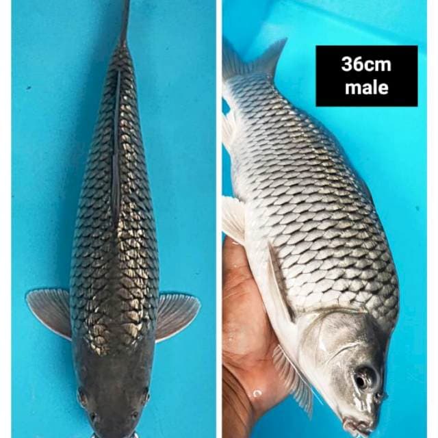 Soragoi ginrin punuk 36cm male
