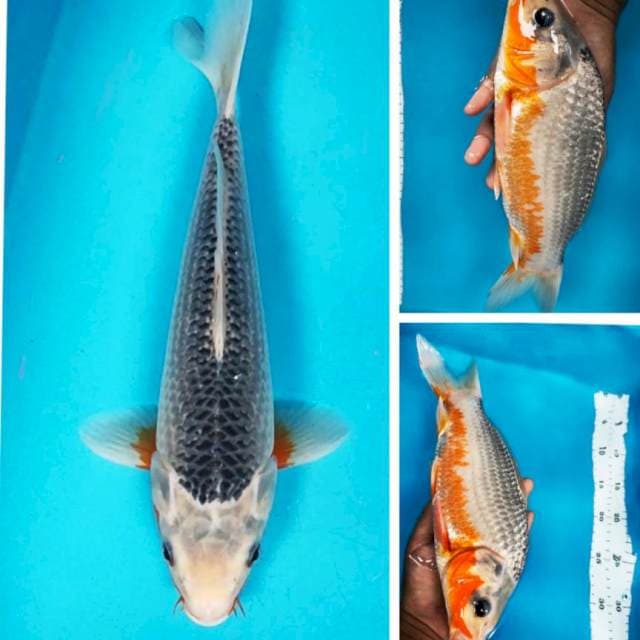 Asagi SQ 29cm male