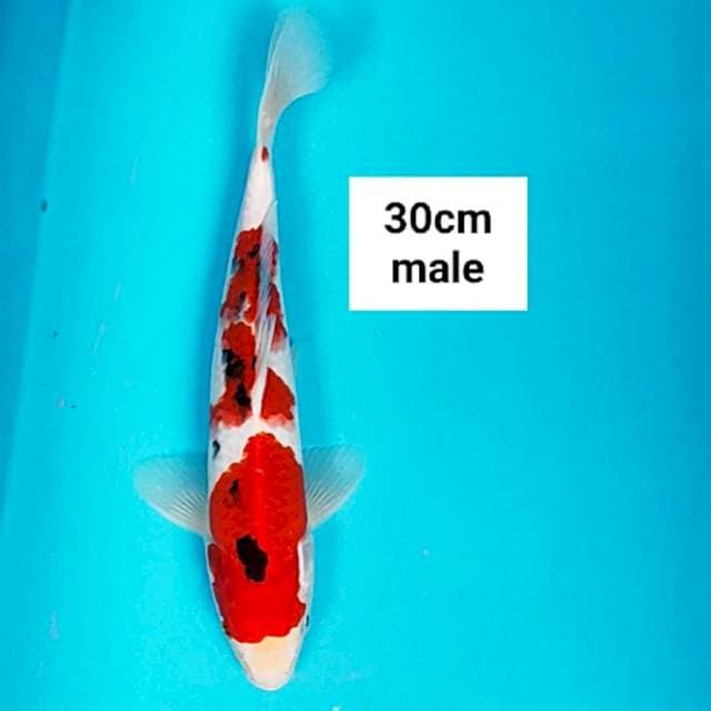 Sanke strong 30cm male