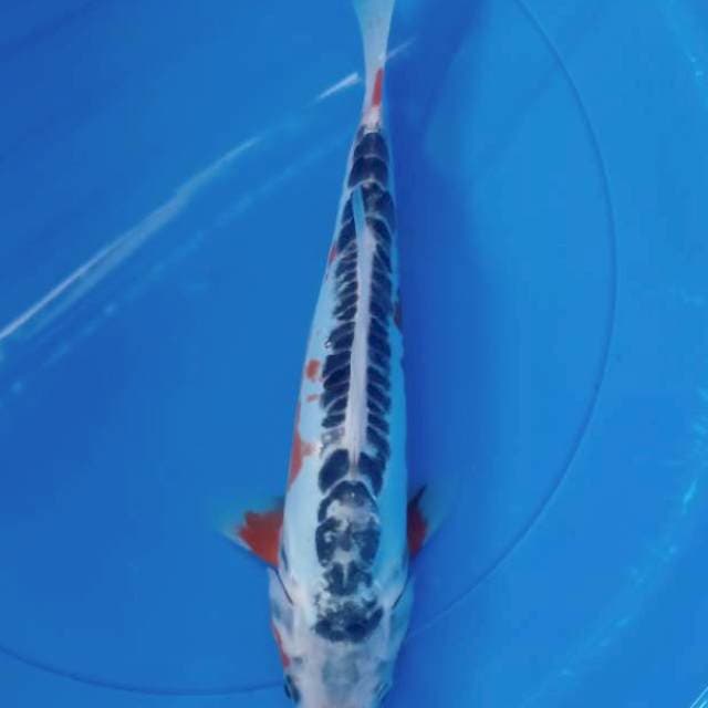 Shusui 30c