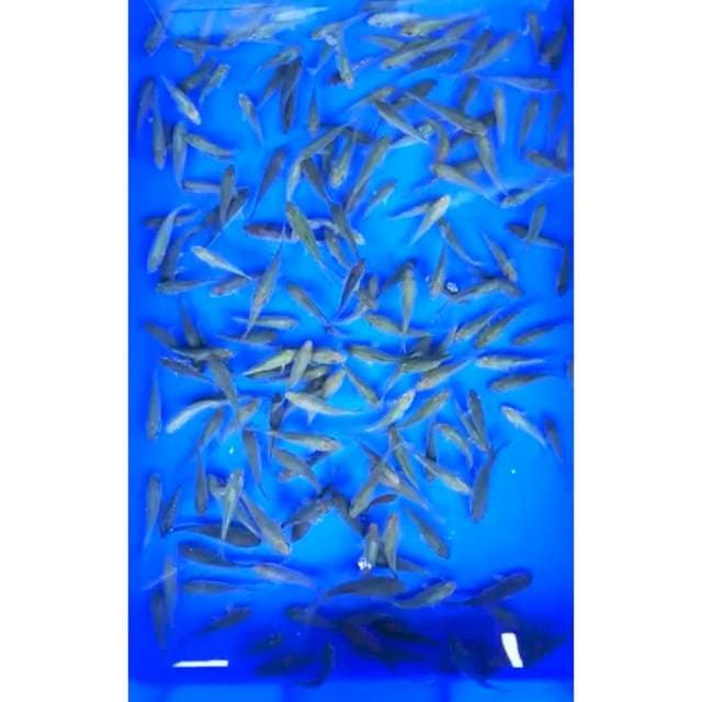 PAKET SORAGOI 7 - 8 Cm, 150 Ekor