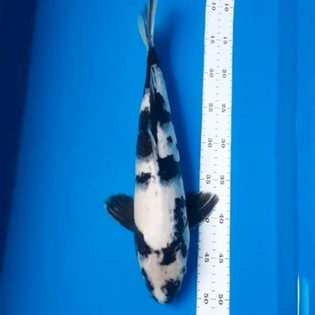 Shiro 40cm