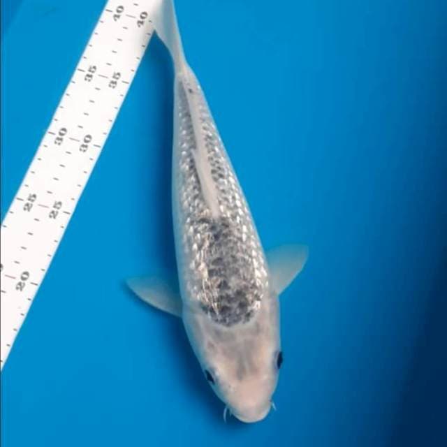 Asagi ginrin punuk 30cm