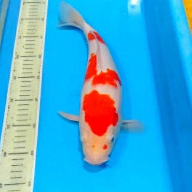 Kohaku f1 calon jumbo