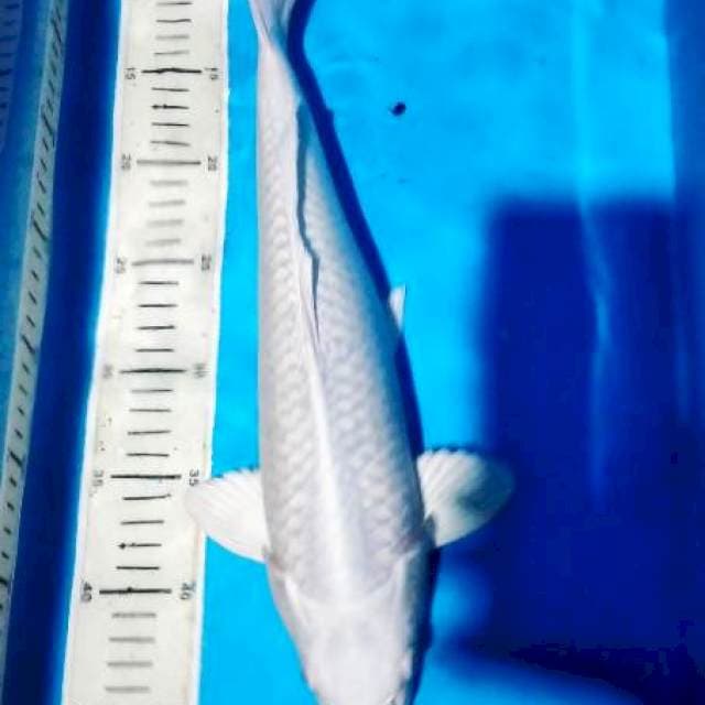 platinum 37 cm male