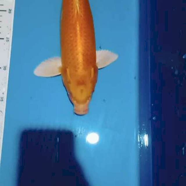 Yamabuki ogon