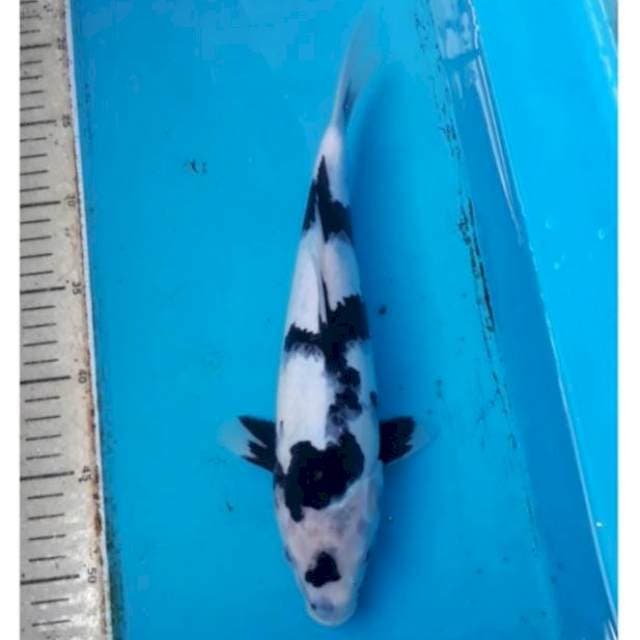 Shiro 34cm