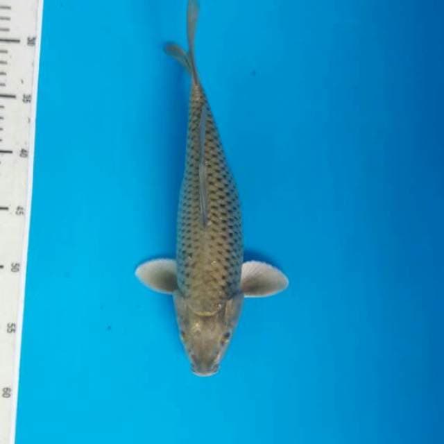 Chagoi midhori body berpunuk