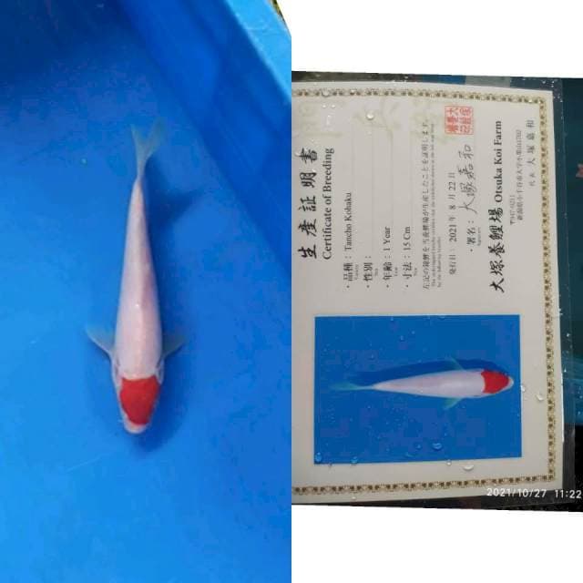 Tancho Kohaku 20cm Otsuka