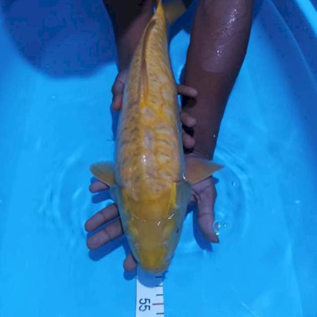 Karasi 45 cm female aragoke