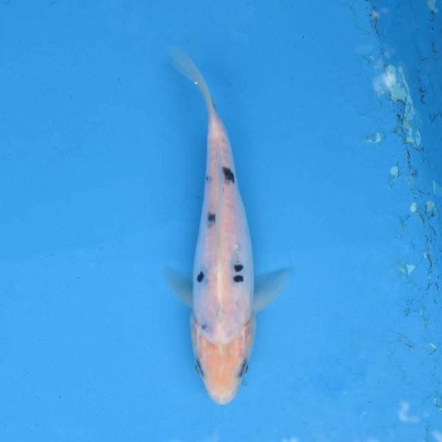 Tategoi Bekko