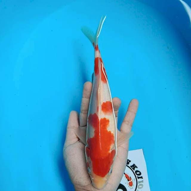 25CM KOHAKU RED STRONG