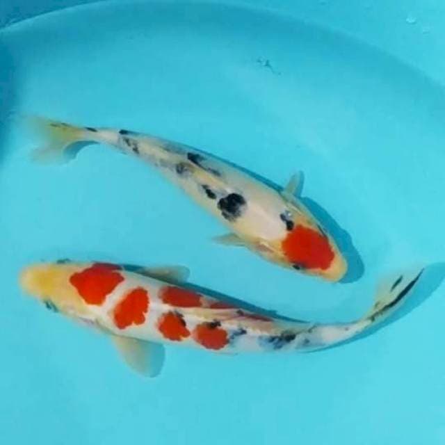 🌀20, 24cm sanke