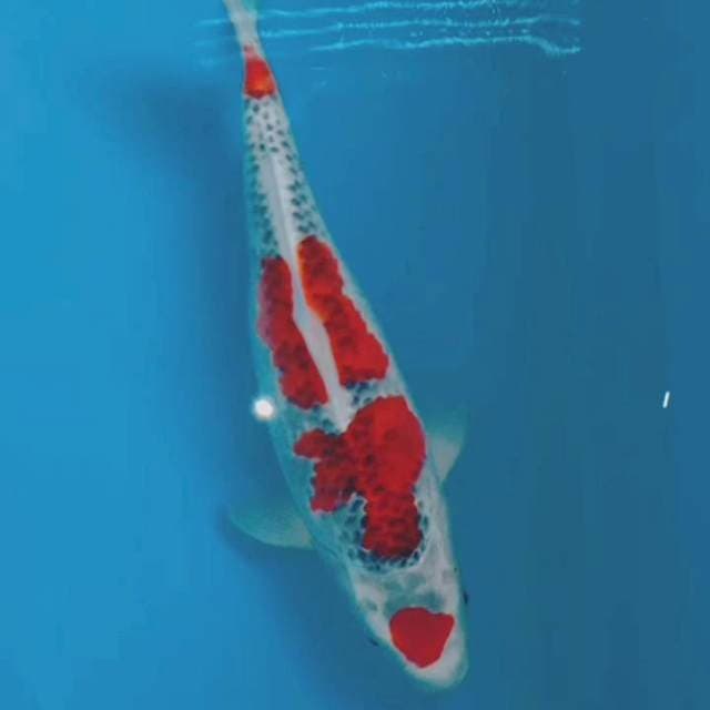 Maruten ghosiki