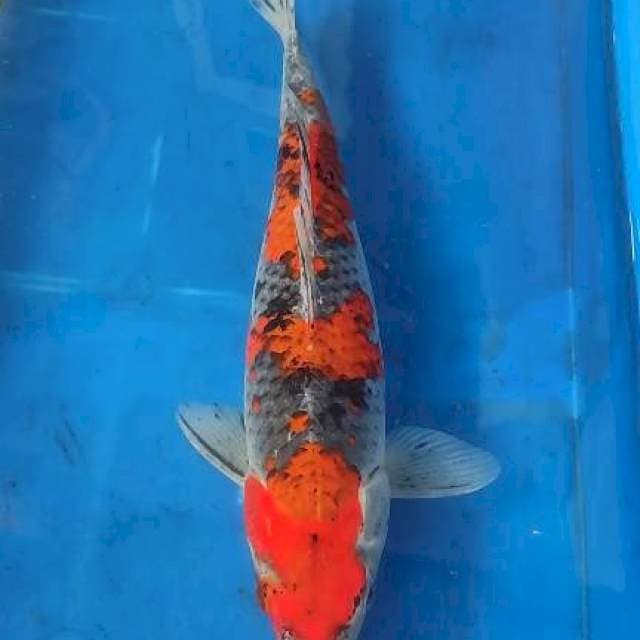 Goshiki 32cm