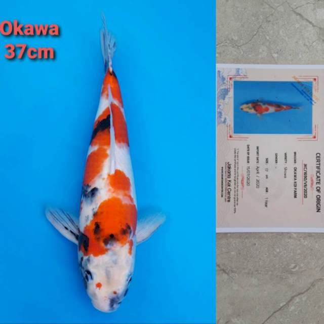 Okawa Showa Certi